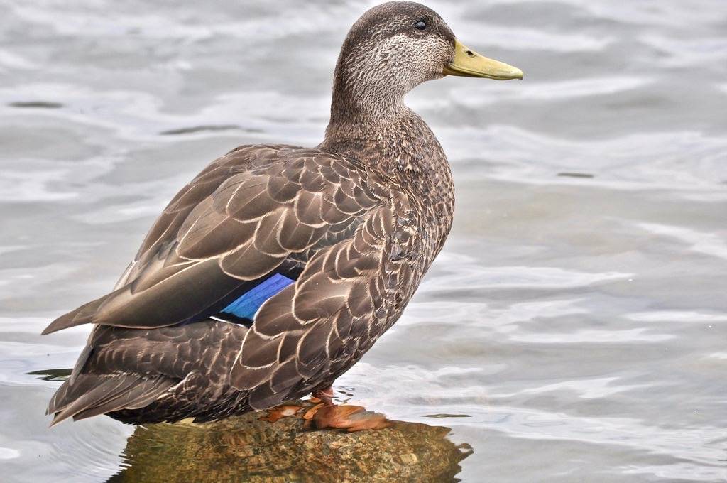 American Black-duck by ethan.gosnell2 is licensed under CC BY-SA 2.0